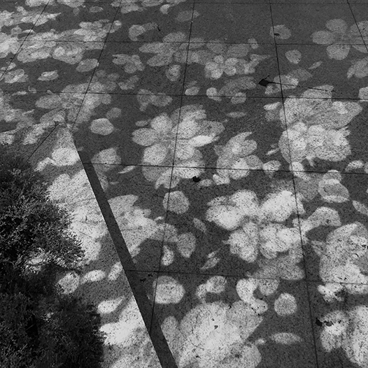 Ng Hon Lam Photography